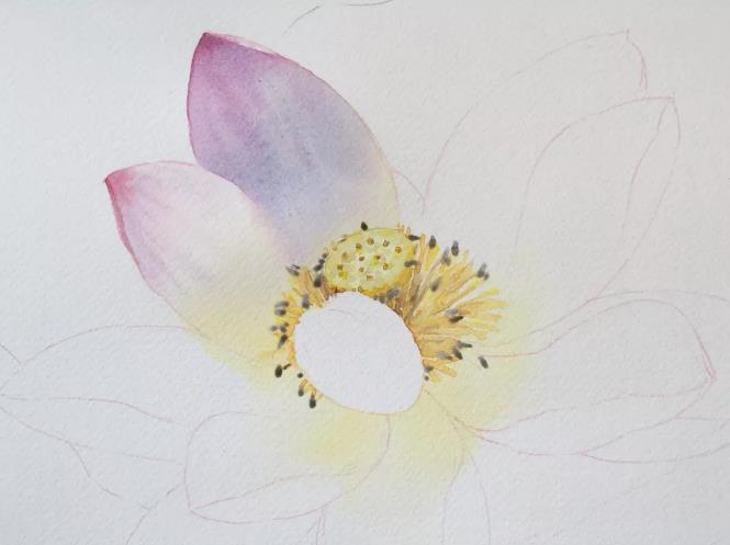 水彩夏天清新森系初学者荷花,水彩荷花画教程入门