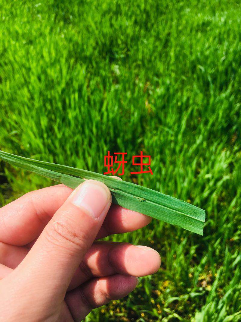 小麦除草剂药害怎么补救,小麦除草剂药害了怎么补救