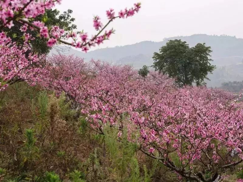 潼南赏花攻略全集,重庆赏花好去处潼南花岩梨花海