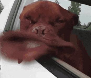 为什么狗狗害怕宠物店,为什么狗子到宠物店就乖乖的