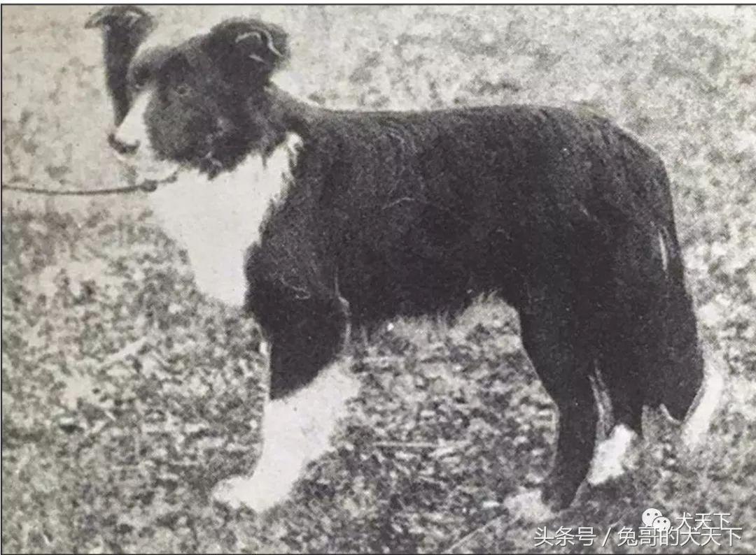 喜乐蒂牧羊犬——100多年来一直备受争议