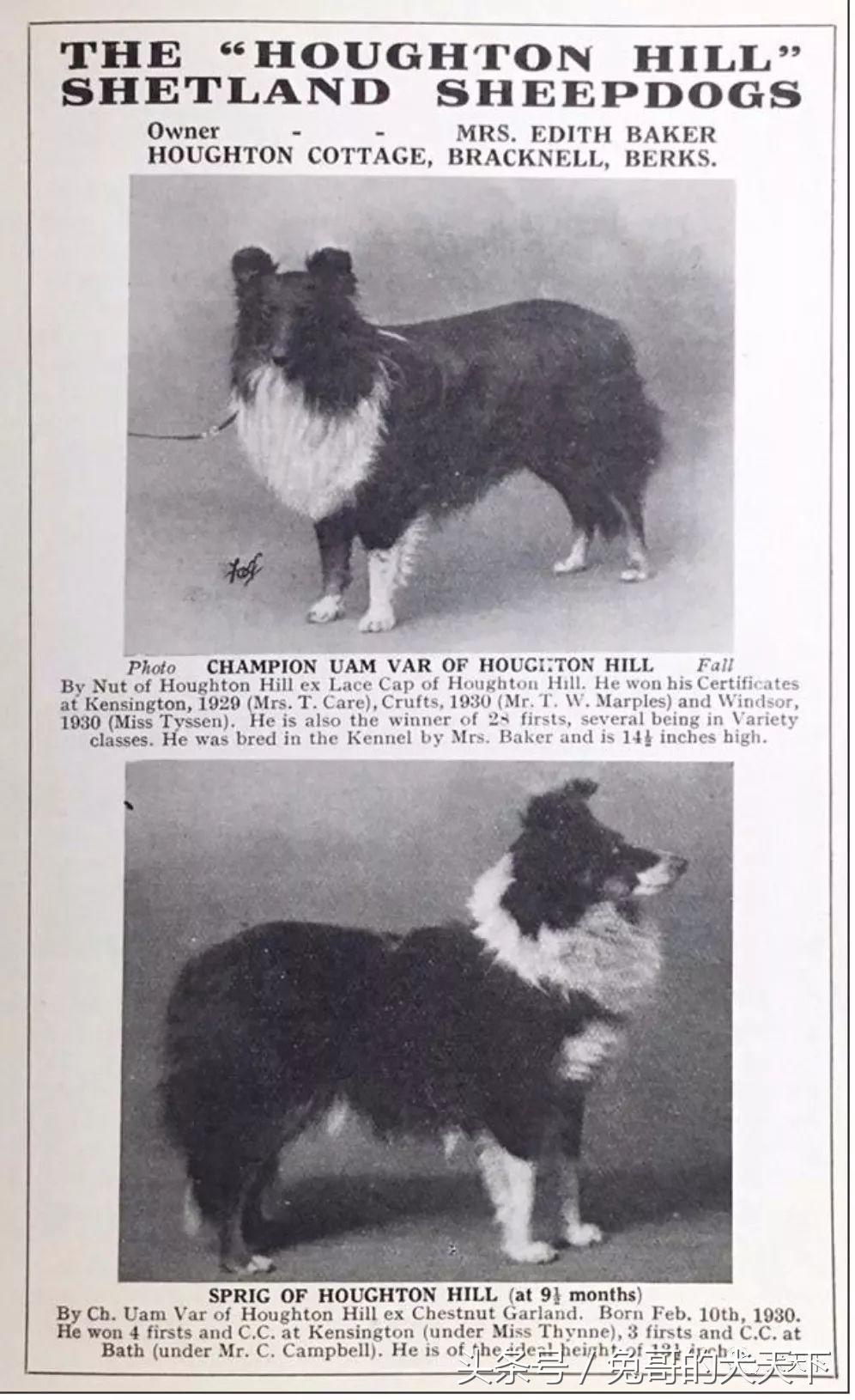 喜乐蒂牧羊犬——100多年来一直备受争议