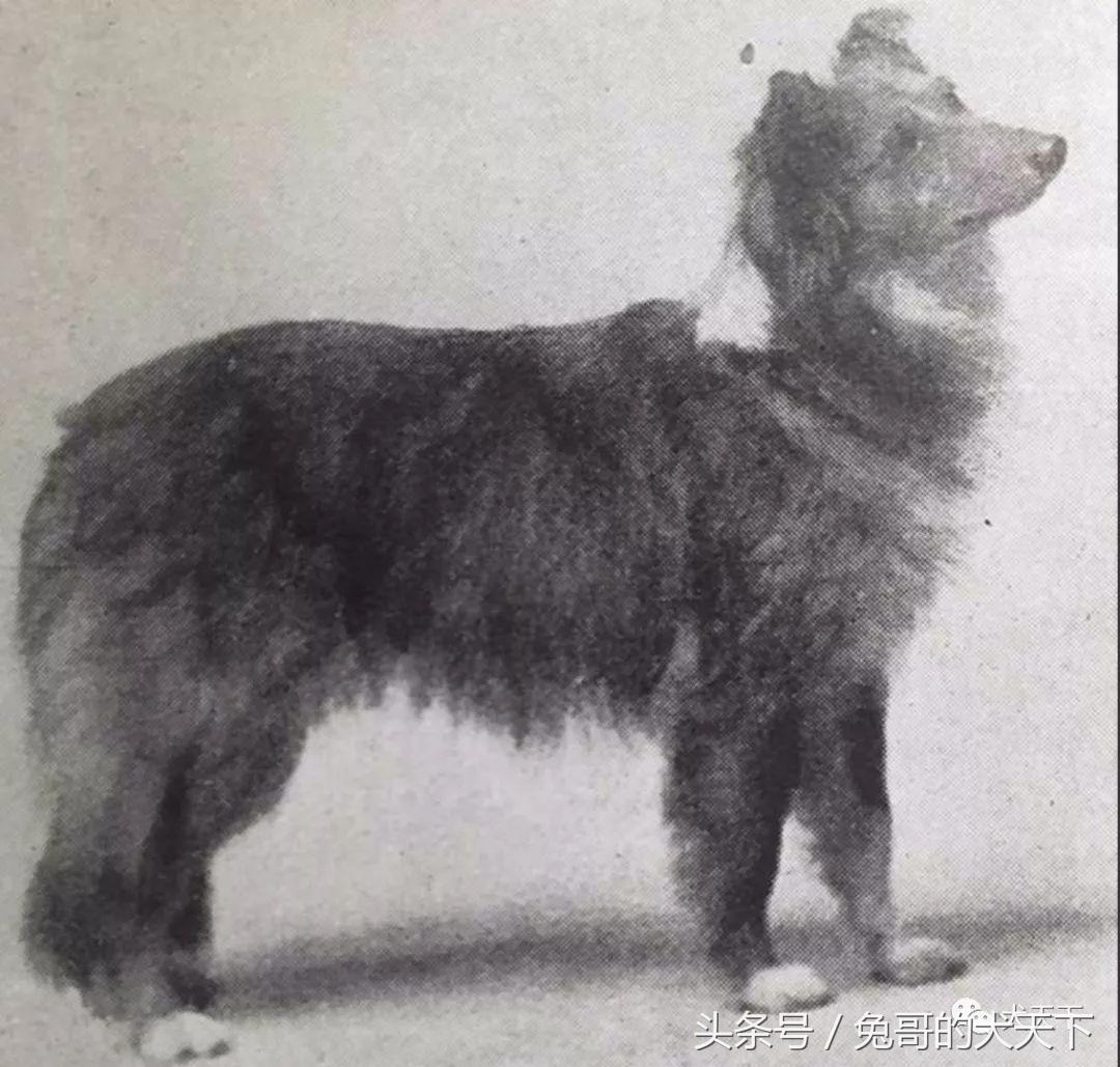 喜乐蒂牧羊犬——100多年来一直备受争议