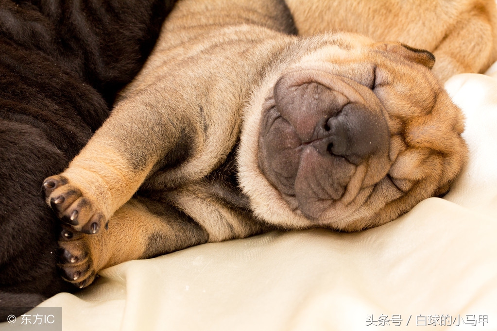 妈妈拒绝你养宠物怎么办,妈妈拒绝养宠物的理由