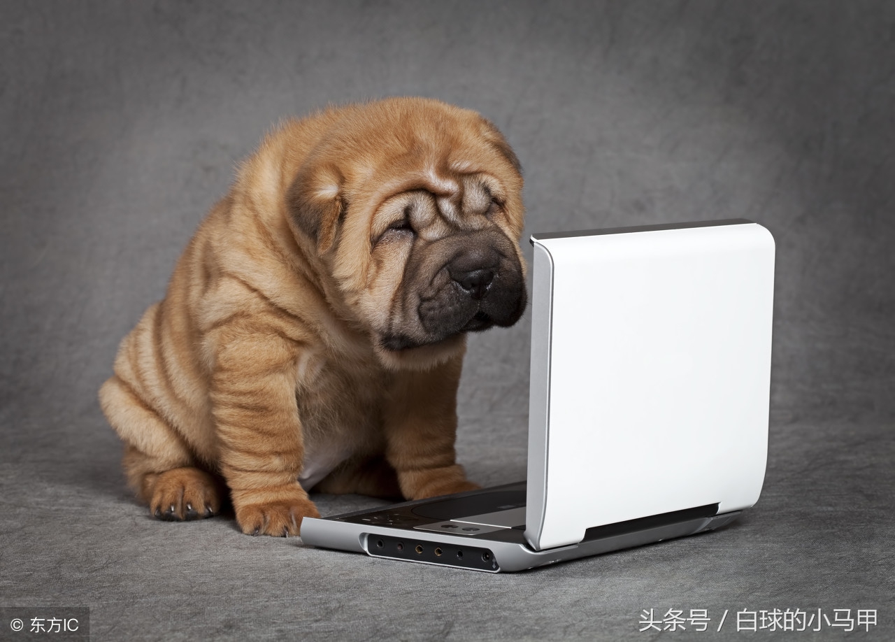 妈妈拒绝你养宠物怎么办,妈妈拒绝养宠物的理由