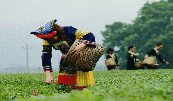 「原创」麓谷小镇:用一杯高山原味,敬你的此生挚爱!