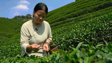 「原创」麓谷小镇:用一杯高山原味,敬你的此生挚爱!