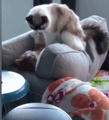 猫生气了我们怎么哄它,把猫关阳台生气了怎么哄它