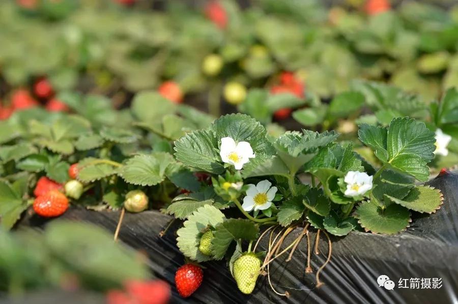 农业嘉年华北京,北京农业嘉年华延期