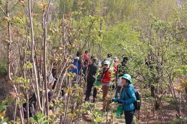 香椿采摘正当时，岳西温泉镇榆树首届香椿采摘季开园，与你香遇！