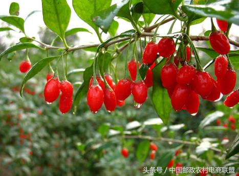 农村电商让农民增收,电商助推村民增收