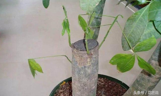 发财树烂根了怎么补救,发财树烂根的处理方法