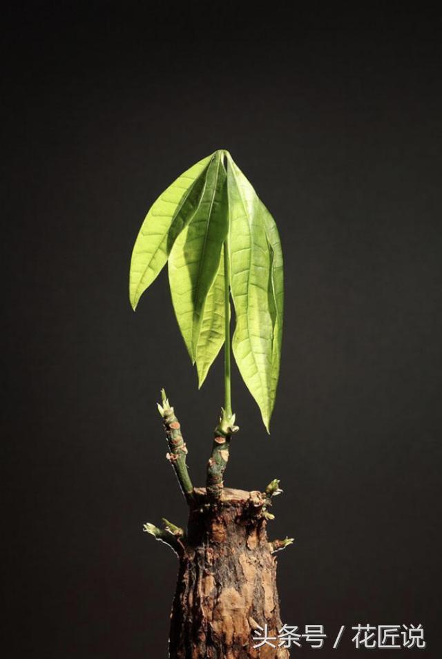 发财树烂根了怎么补救,发财树烂根的处理方法