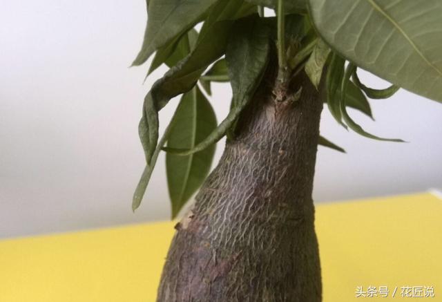 发财树烂根了怎么补救,发财树烂根的处理方法