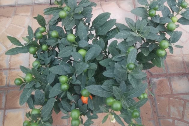 珊瑚豆叶发黄怎么办,珊瑚豆叶子发黄怎么回事