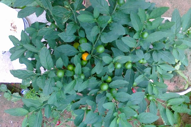 珊瑚豆叶发黄怎么办,珊瑚豆叶子发黄怎么回事