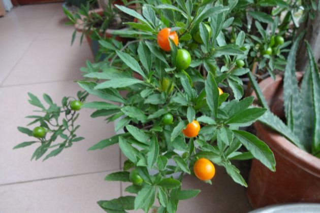 珊瑚豆叶发黄怎么办,珊瑚豆叶子发黄怎么回事