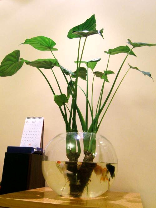 水培植物下面可以养金鱼吗,什么样的水质才最适合养金鱼