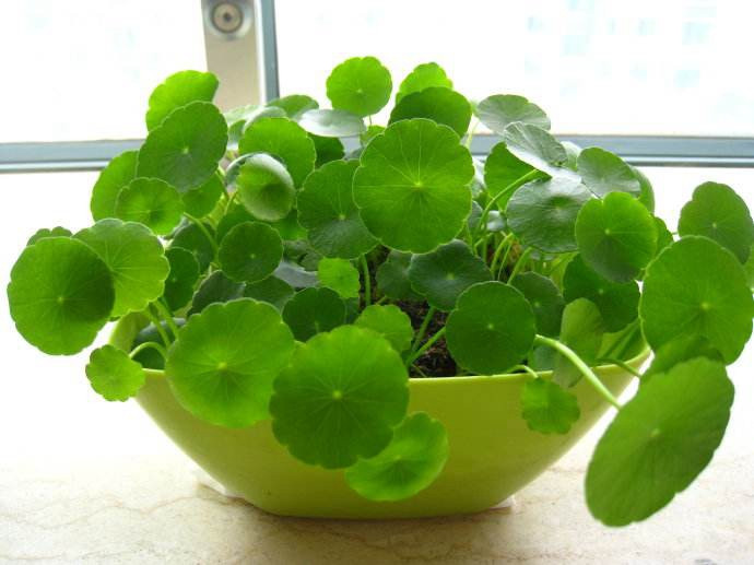 水培植物下面可以养金鱼吗,什么样的水质才最适合养金鱼