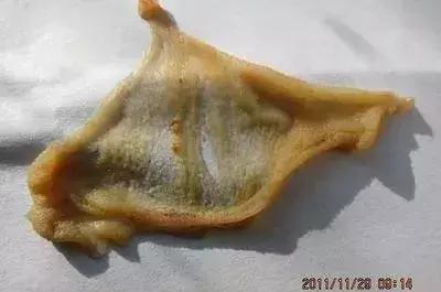 龙鱼吃了不消化吐胃袋后怎么恢复,银龙鱼吐胃袋怎么回事