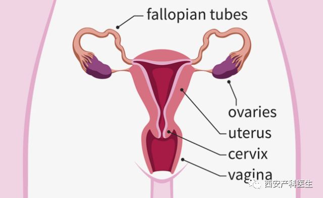 小俩口总是怀不上孩子，到底是谁的错？