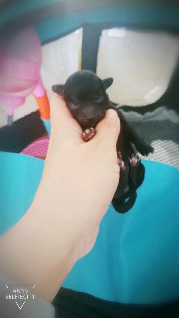 泰迪怀孕58天突然肚子变小,泰迪狗狗怀孕临产怎么安慰它