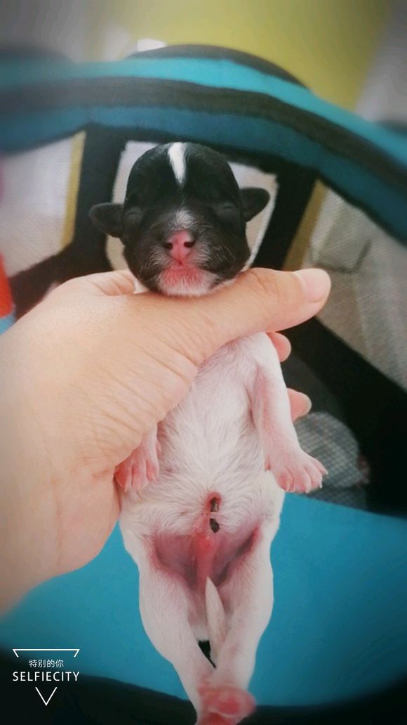 泰迪怀孕58天突然肚子变小,泰迪狗狗怀孕临产怎么安慰它