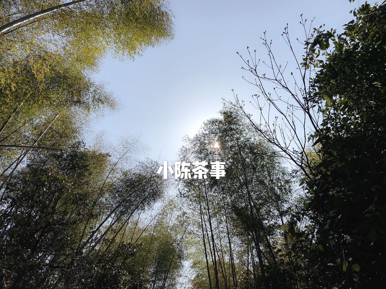 白茶泡好以后可以冷冻吗,白茶受潮要复焙吗