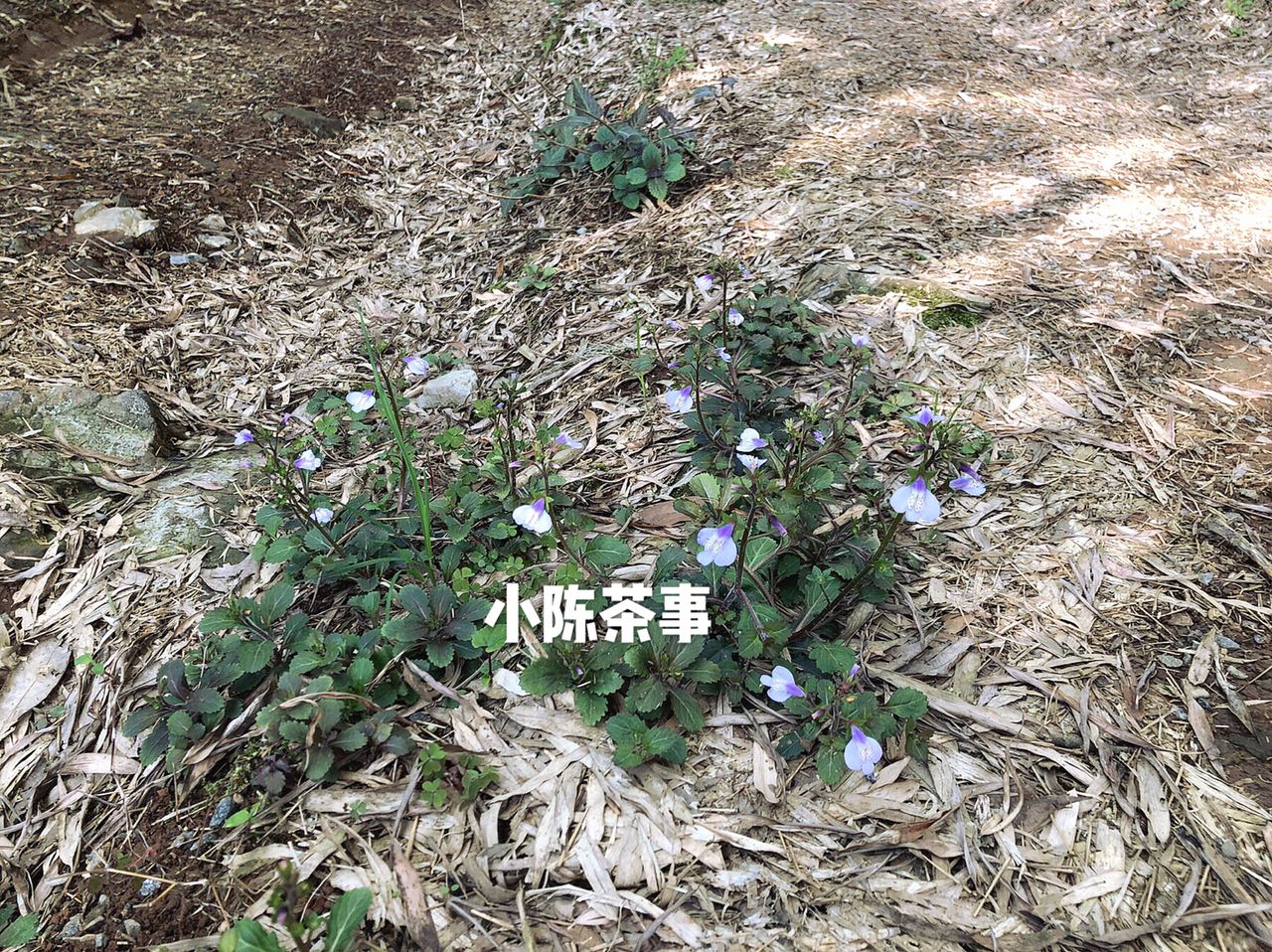 白茶泡好以后可以冷冻吗,白茶受潮要复焙吗