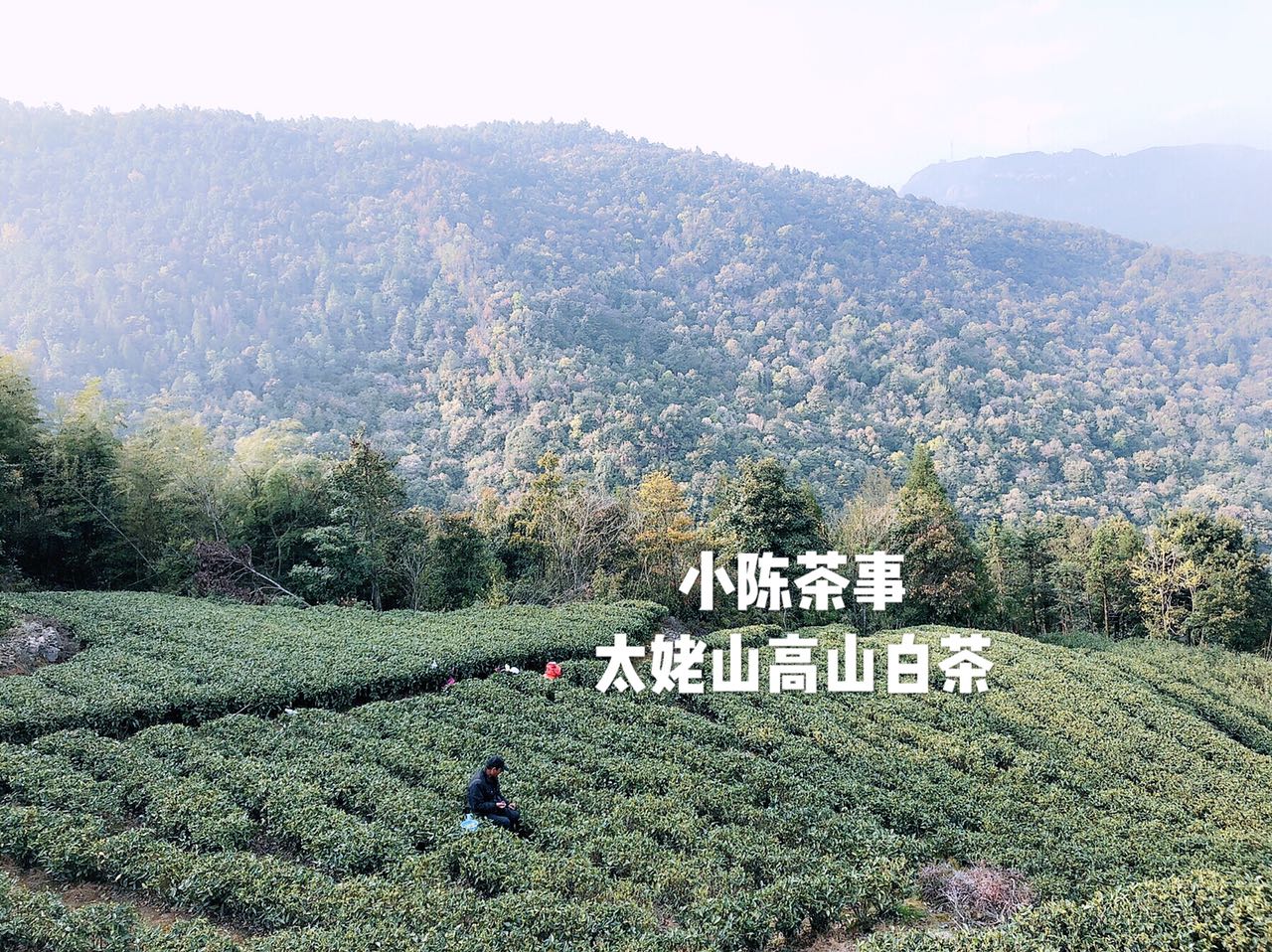 白茶泡好以后可以冷冻吗,白茶受潮要复焙吗