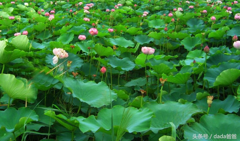 赞美荷花出淤泥而不染的古诗,赞美荷花出淤泥而不染特点的文章