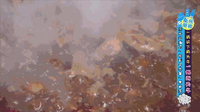 探店火锅买整个牛肚,探店这家一人一锅的火锅