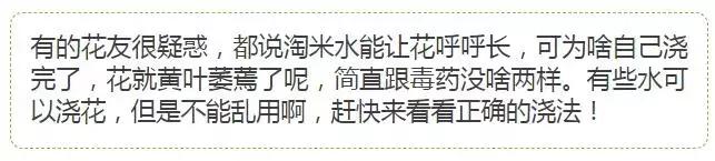 淘米水浇花容易起虫子吗,淘米水浇花会生虫子怎么办