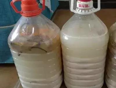 淘米水浇花容易起虫子吗,淘米水浇花会生虫子怎么办