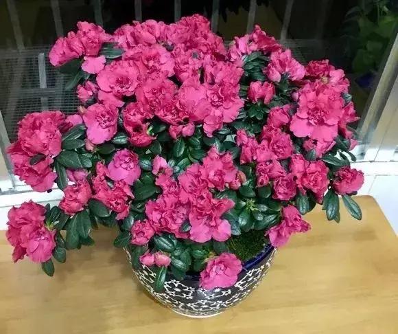 淘米水浇花容易起虫子吗,淘米水浇花会生虫子怎么办