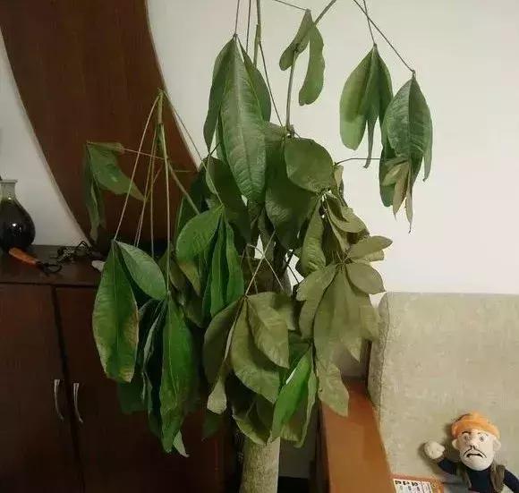 淘米水浇花容易起虫子吗,淘米水浇花会生虫子怎么办