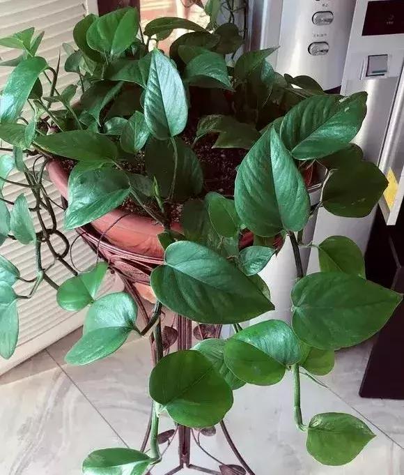 淘米水浇花容易起虫子吗,淘米水浇花会生虫子怎么办