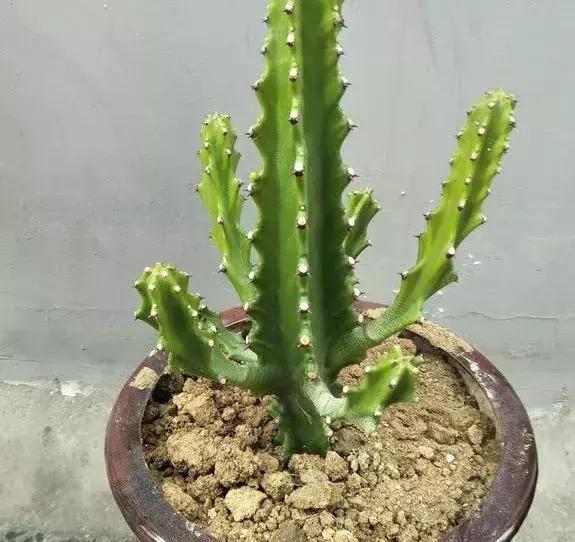 淘米水浇花容易起虫子吗,淘米水浇花会生虫子怎么办