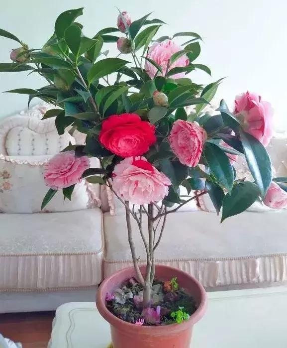 淘米水浇花容易起虫子吗,淘米水浇花会生虫子怎么办