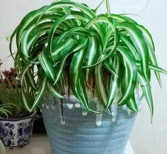 淘米水浇花容易起虫子吗,淘米水浇花会生虫子怎么办