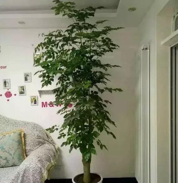 淘米水浇花容易起虫子吗,淘米水浇花会生虫子怎么办