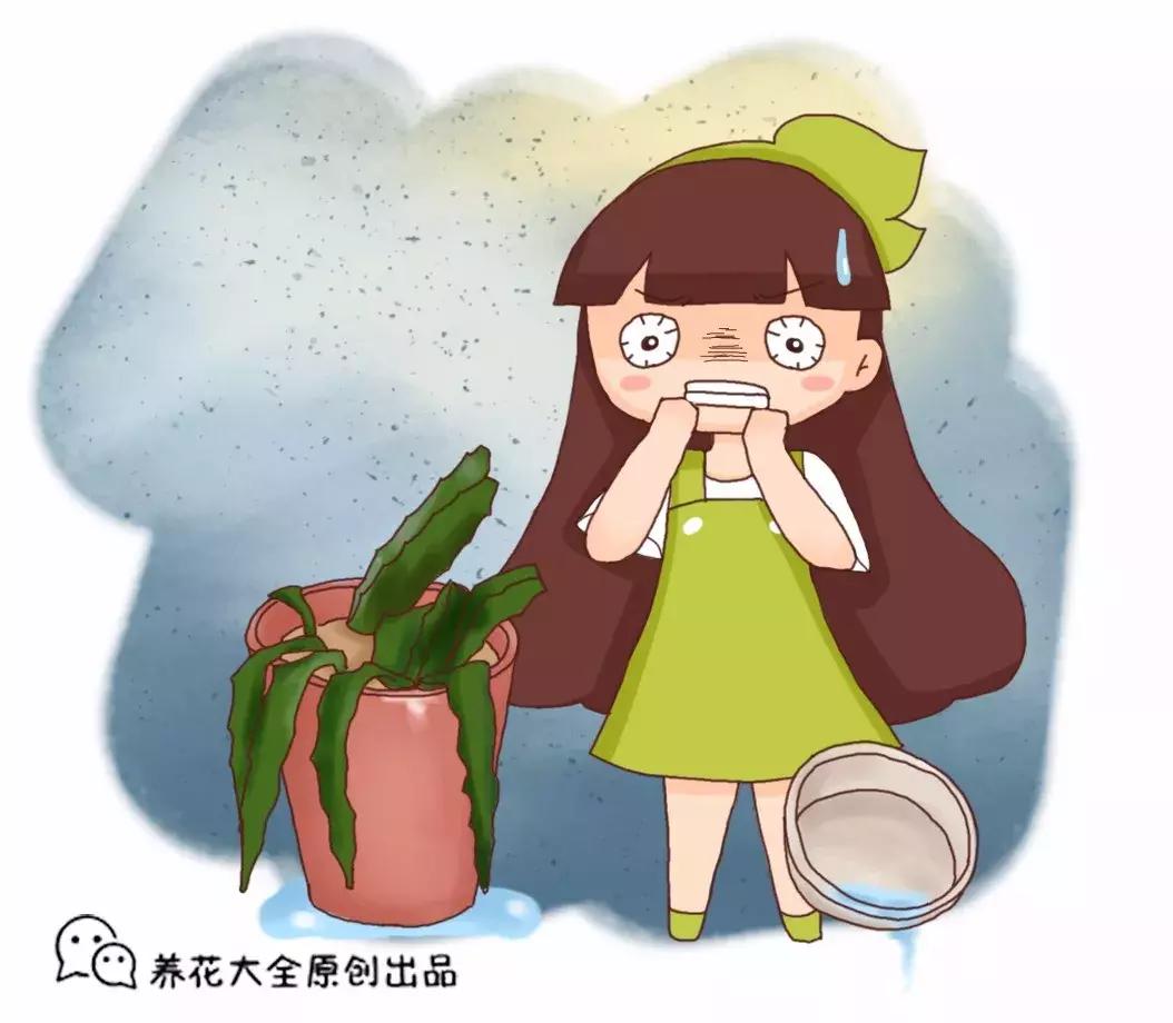 淘米水浇花容易起虫子吗,淘米水浇花会生虫子怎么办