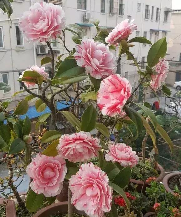 淘米水浇花容易起虫子吗,淘米水浇花会生虫子怎么办