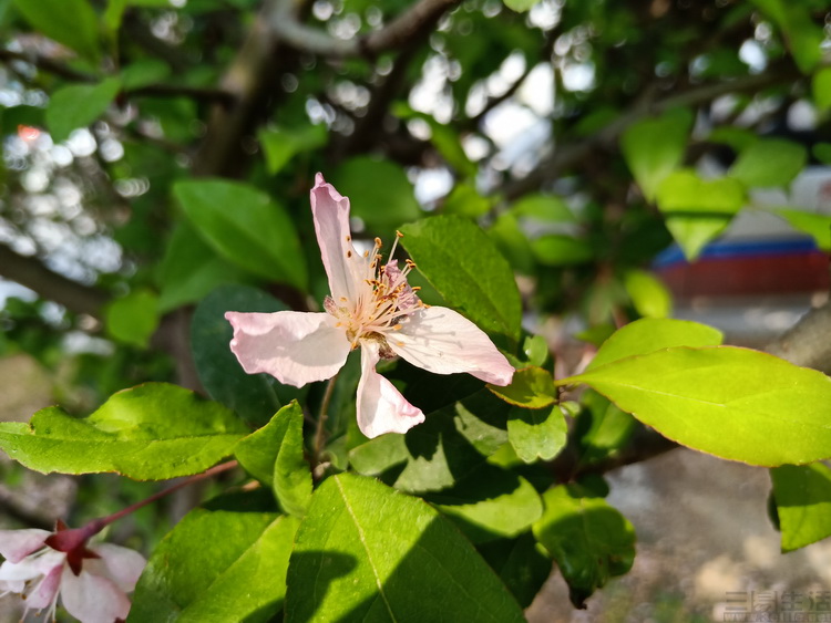 提升oppo手机性能,oppor15和oppor15标准版哪个好