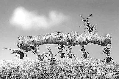 诺亚方舟之谜视频,揭秘蚂蚁的秘密完整视频