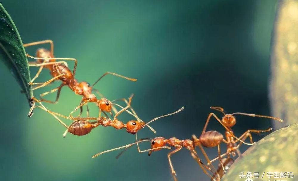 诺亚方舟之谜视频,揭秘蚂蚁的秘密完整视频