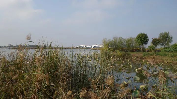 衡水湖有什么景点值得去,衡水湖坑人吗