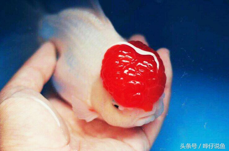 国粹金鱼的小尴尬:国外的金鱼招摇过市,国产的金鱼左右为难