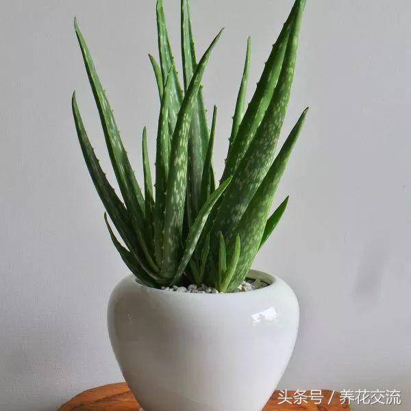 可以净化空气的室内盆栽植物水培,10种能吸甲醛净化空气的盆栽