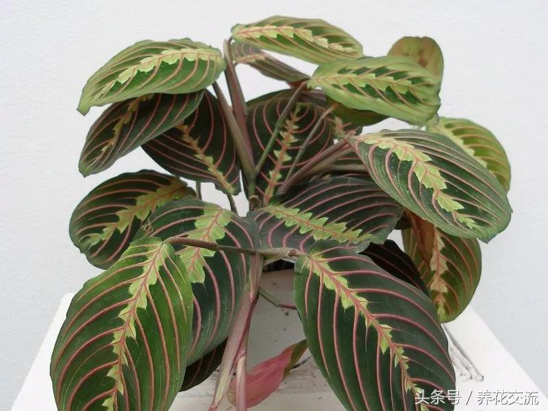 可以净化空气的室内盆栽植物水培,10种能吸甲醛净化空气的盆栽